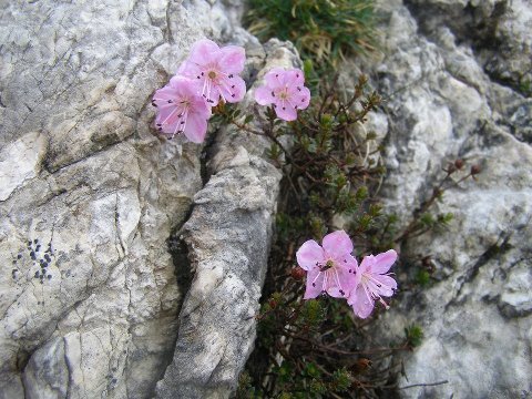 rododendro nano